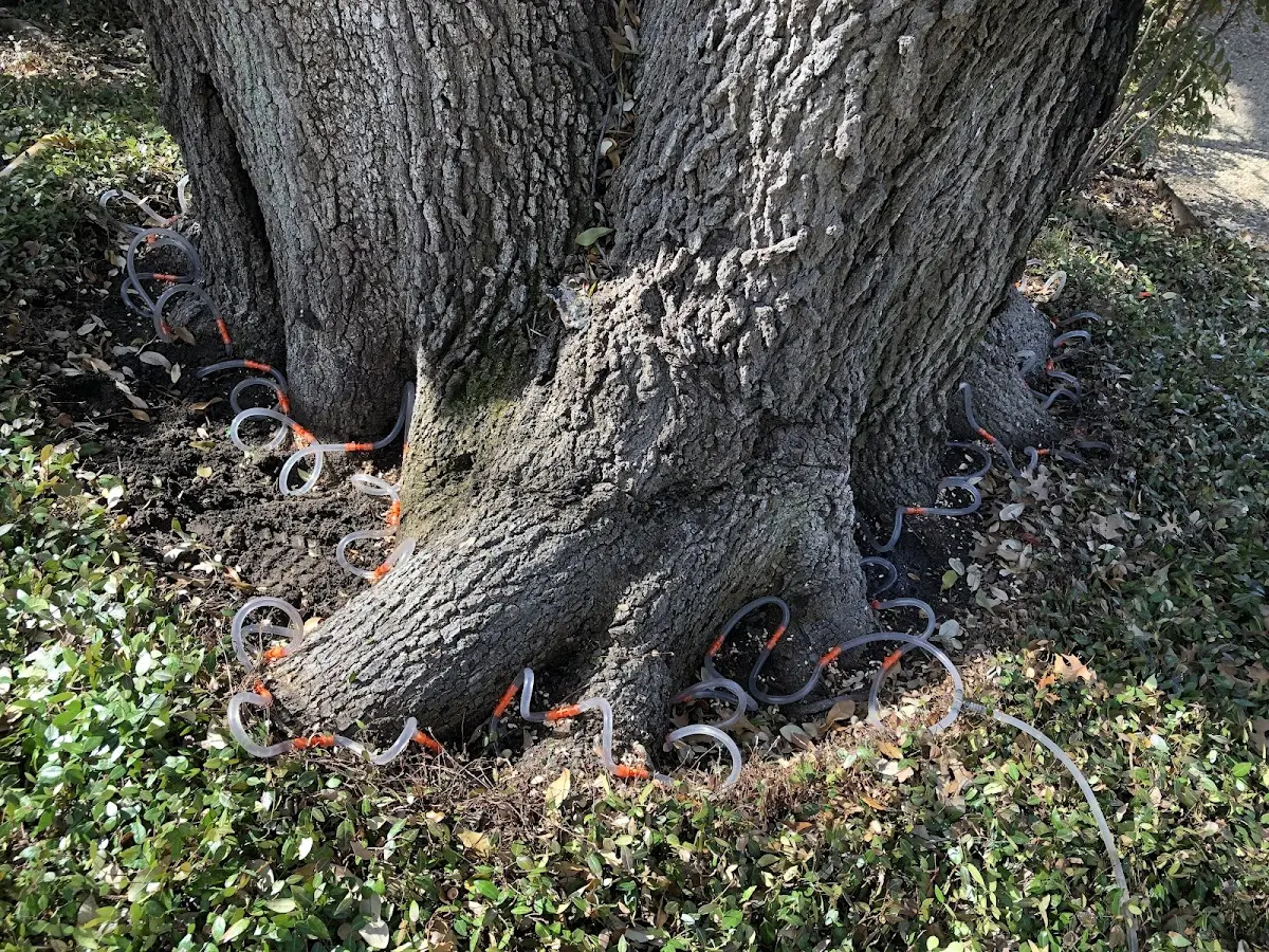 Detailed Tree Cabling and Bracing job site in La Vista