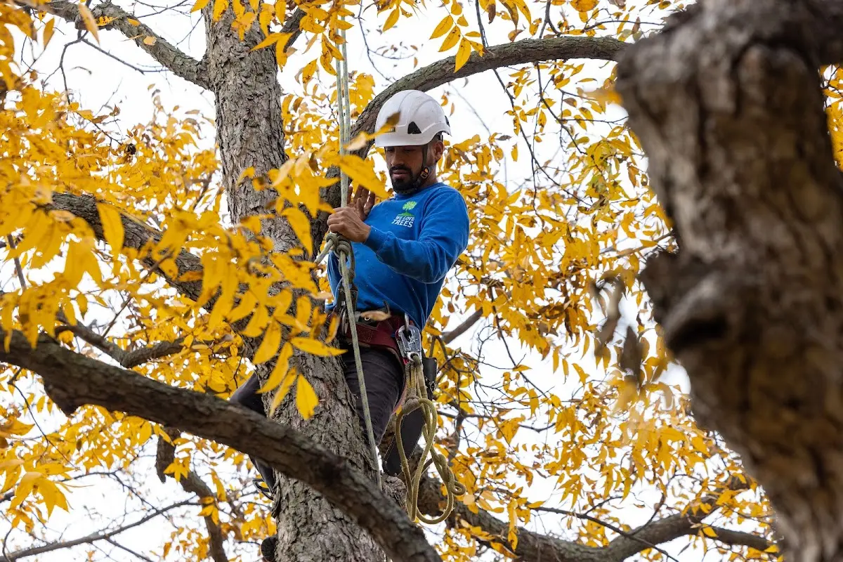 Skilled Tree Planing crew working in La Vista