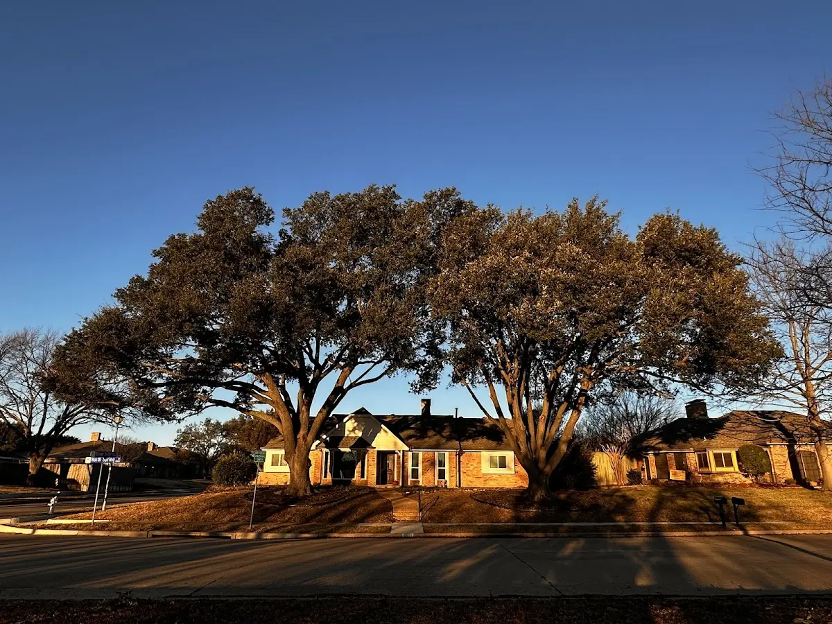 Established residential canopy tree shading a home in La Vista